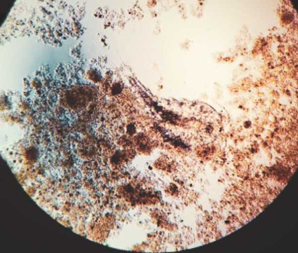 healthy-Microbe-system-beneficial-tidal-clear